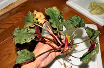 Cryptocoryne cordata grabowski Melak