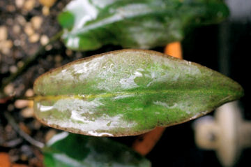 Cryptocoryne cordata grabowski Sg Engkaramut