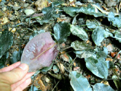 03-0-Copr_2012_illumbombt.jpg