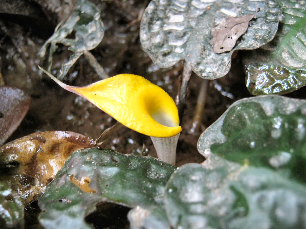 Cryptocoryne cordata grabowski West Kalimantan/