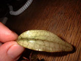 64-0-Cryptocoryne_cordata_grabowski-Copr_2007_Richard_Sexton-Charlie_drew-28jan2007t.jpg