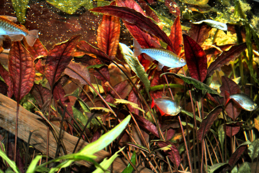 Cryptocoryne cordata grabowski  unknown/aquarium strain