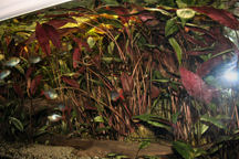 10-0-Cryptocoryne_cordata_grabowski-Copr_2007_Richard_Sexton-Charlie_drew-28jan2007t.jpg