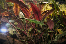 15-0-Cryptocoryne_cordata_grabowski-Copr_2007_Richard_Sexton-Charlie_drew-28jan2007t.jpg