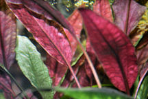 16-0-Cryptocoryne_cordata_grabowski-Copr_2007_Richard_Sexton-Charlie_drew-28jan2007t.jpg