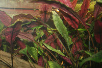 30-0-Cryptocoryne_cordata_grabowski-Copr_2007_Richard_Sexton-Charlie_drew-28jan2007t.jpg