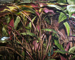 38-0-Cryptocoryne_cordata_grabowski-Copr_2007_Richard_Sexton-Charlie_drew-28jan2007t.jpg