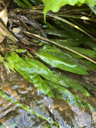 00-0-Copr_2025-Anon.jpg 00-0-Copr_2025-Anont.jpg