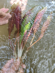 02-0-Copr_2025-Anon.jpg 02-0-Copr_2025-Anont.jpg