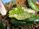01-0-Copr_2008_Kevin120477t.jpg