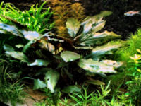 Cryptocoryne_cordata2t.jpg