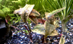 cryptocoryne_cordata-4t.jpg