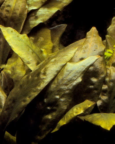 Cryptocoryne cordata siamensis - unknown location/commercial import