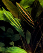 cryptocoryne_cordata_rosanervigt.jpg