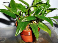 Muarateweh - Cryptocoryne species Muarateweh