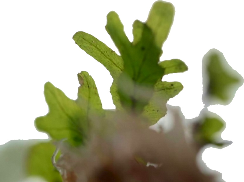 Didymoglossum angustifrons