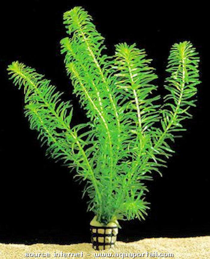 Listing of all freshwater aquatic and semiaquatic plant species