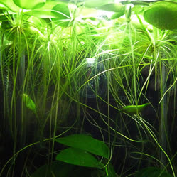 00-0-Copr_2025-aquaplantasmx-comt.jpg