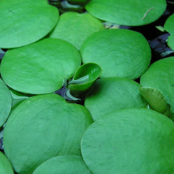 01-0-Copr_2025-aquaplantasmx-comt.jpg