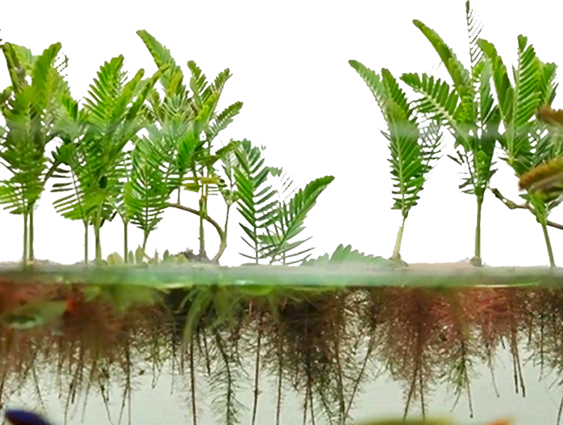 Mimosa amphibium
