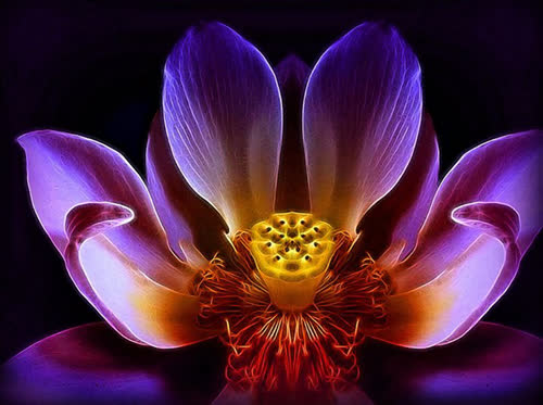 Linda Stokes' photograph of a Lotus flower.