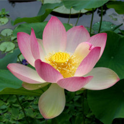 Asian Sacred Lotus