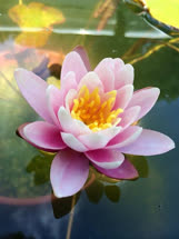 Nymphaea Pink_Lady