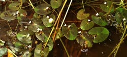 Nymphaea parviflora