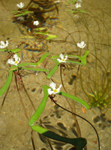 Nymphoides furculifolia
