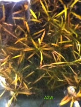 Rotala serpyllifolia