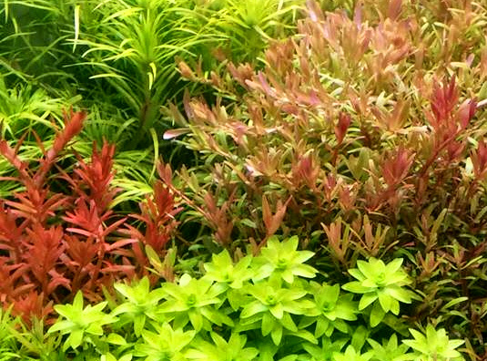 Three species of Rotala. Sp "blood red" on the left, "pink" on the right, "Gai Lai" behind the pink.