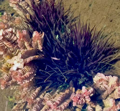 01-0-Copr_2025-Fazal_Babu-Center-Rotala_tulunadensis-left-and-bottom-in-a-pond-in-india.jpg 01-0-Copr_2025-Fazal_Babu-Center-Rotala_tulunadensis-left-and-bottom-in-a-pond-in-indiat.jpg