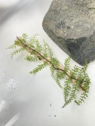 00-0-Copr_2025-Naturaqut.jpg